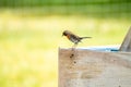 Red Robin, red breast bird visiting a garden in Ireland