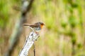 Red Robin, red breast bird visiting a garden in Ireland