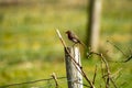 Red Robin catching leather jacket grub in a garden in Ireland Royalty Free Stock Photo