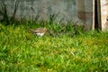 Red Robin catching leather jacket grub in a garden in Ireland Royalty Free Stock Photo