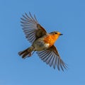 A Red Robin in Flight Against a Clear Blue Sky Royalty Free Stock Photo