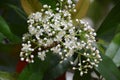 Red robin flowers