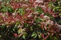 Red robin flowers