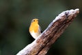 Red robin on an icy stick Royalty Free Stock Photo