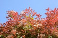 Red robin blossoms