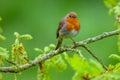 Red Robin perched on a flowering oak branch Royalty Free Stock Photo