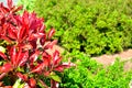 Red robin (photinia fraseri) hedge plant