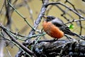 Red Robin, puffed up against the cold damp day