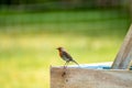 Red Robin, red breast bird visiting a garden in Ireland