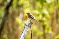 Red Robin, red breast bird visiting a garden in Ireland