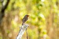 Red Robin, red breast bird visiting a garden in Ireland