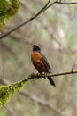 Vertical red robin sitting on mossy branch in summer season