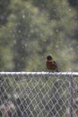 red robin in the snowfall on fence Royalty Free Stock Photo