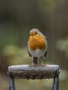 Red robin on a spade handle in the rain Royalty Free Stock Photo
