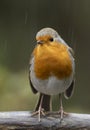 Red robin on a spade handle in the rain Royalty Free Stock Photo