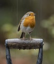 Red robin on a spade handle in the rain Royalty Free Stock Photo