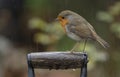 Red robin on a spade handle in the rain Royalty Free Stock Photo