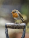 Red robin on a spade handle in the rain Royalty Free Stock Photo