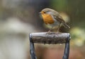 Red robin on a spade handle in the rain Royalty Free Stock Photo