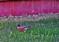 Red robin take off flight