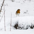 Red Robin in winter season Royalty Free Stock Photo