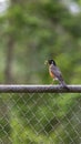 red robin with worm on a fence Royalty Free Stock Photo