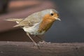 Red Robin garden bird Royalty Free Stock Photo