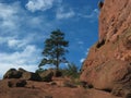 Red Rock Ampitheater with Pine Royalty Free Stock Photo