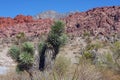 Red Rock Canyon in Las Vegas