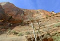 Red rock canyon and mountains, Zion National Park, Utah Royalty Free Stock Photo