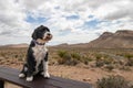 Dog at Red Rock Canyon in Las Vegas, Nevada