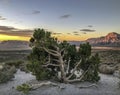 Red Rock Canyon,Nevada Royalty Free Stock Photo