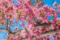 Cherry blossom trees at Red Rock Canyon Open Space Colorado Springs Royalty Free Stock Photo