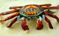 Red Rock Crab on the Beach Royalty Free Stock Photo