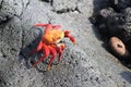 Red Rock Crab in the Galapagos, Ecuador