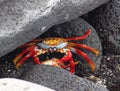 Red Rock Crab in the Galapagos, Ecuador