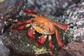 Sally Lightfoot Red Rock Crab on Galapagos Islands, Ecuador, South America. Royalty Free Stock Photo