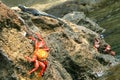 Red Rock Crab, Galapagos National Park, Ecuador Royalty Free Stock Photo