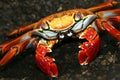 Red Rock Crab, Galapagos National Park, Ecuador Royalty Free Stock Photo