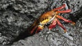 Red Rock Crab, GalÃÂ¡pagos National Park, Ecuador Royalty Free Stock Photo