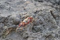 Red rock crab , Grapsus grapsus, also known as Sally Lightfoot crab sitting on the lava rocks of the galapagos islands. Royalty Free Stock Photo