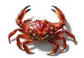 Red rock crab (Grapsus grapsus) with a glossy, textured shell Royalty Free Stock Photo