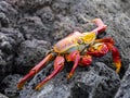 The red rock crab, Grapsus grapsus, is very abundant in the galapagos. Santa Cruz Island in Galapagos National Park, Equador Royalty Free Stock Photo