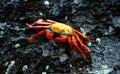 Red Rock Crab in among Lava Stone Royalty Free Stock Photo