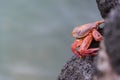 Red Rock Crab on Santa Cruz, Galapagos Islands, Ecuador, South America Royalty Free Stock Photo