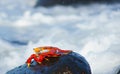 Red Rock Crab scurries above the Surf