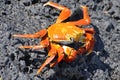 Red Rock Crab