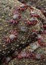 Red rock crabs (Grapsus grapsus) with vibrant red legs and patterned shells, clinging Royalty Free Stock Photo