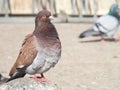 Red rock dove close up