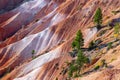 Red rock formation and texture, and pine trees in morning sunshine, Bryce Canyon Royalty Free Stock Photo